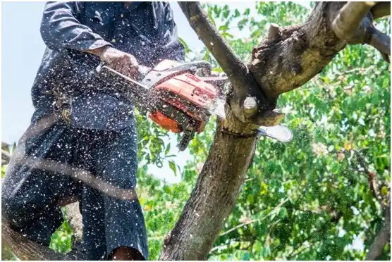 tree services Mountain City